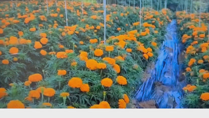 [Soljiwon] Marigold Tea 30g