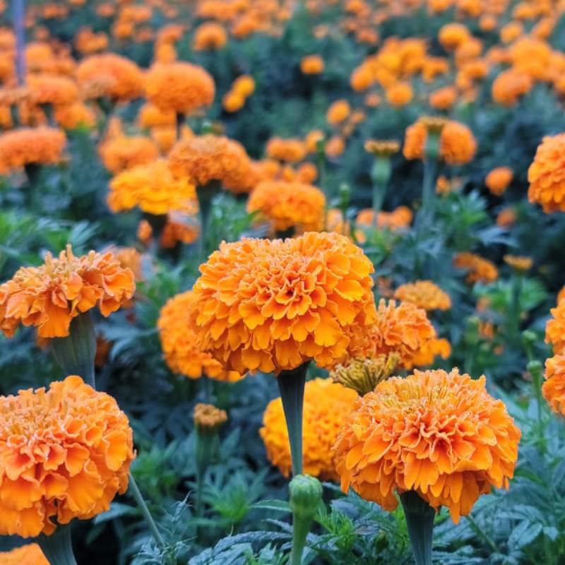 [Soljiwon] Marigold Tea 30g